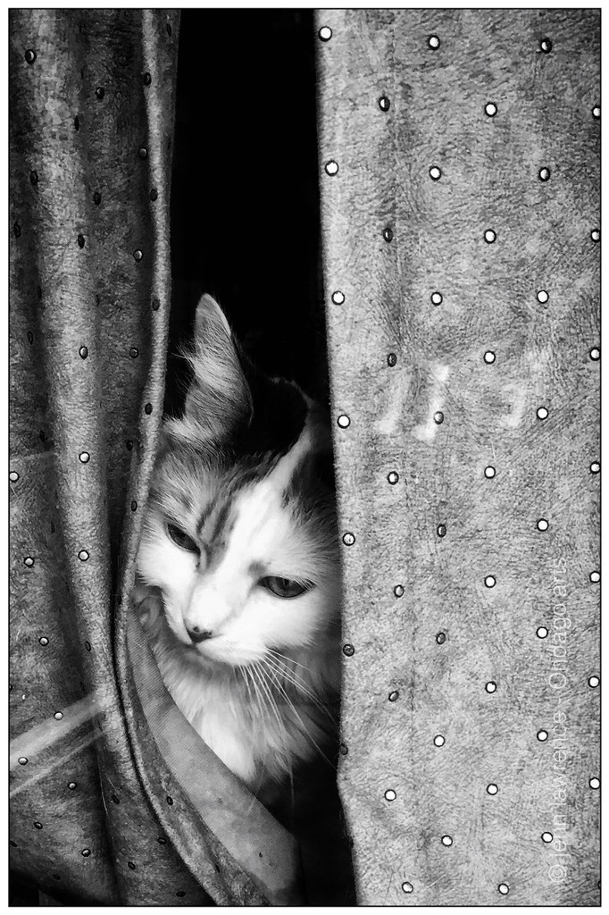 Kitty in a Window by aikiuser