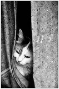 5th Mar 2016 - Kitty in a Window