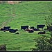 Pasture Pals by soylentgreenpics