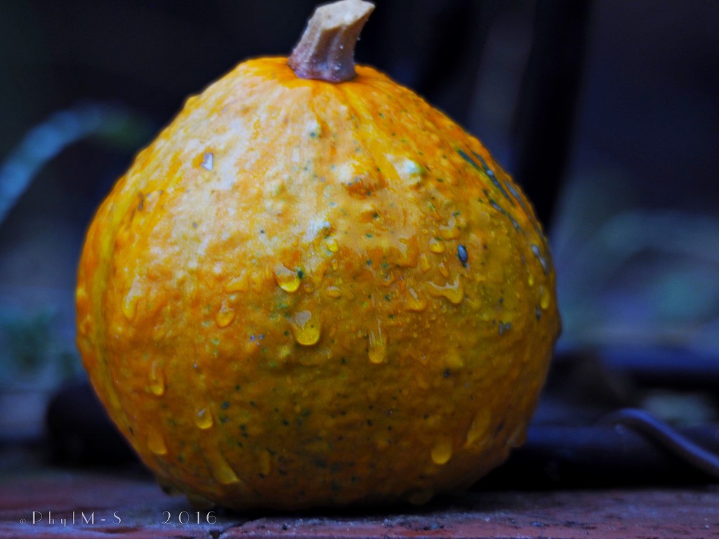 Oh My Gourd, Rain! by elatedpixie