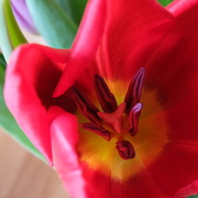 6th Mar 2016 - the heart of a red tulip