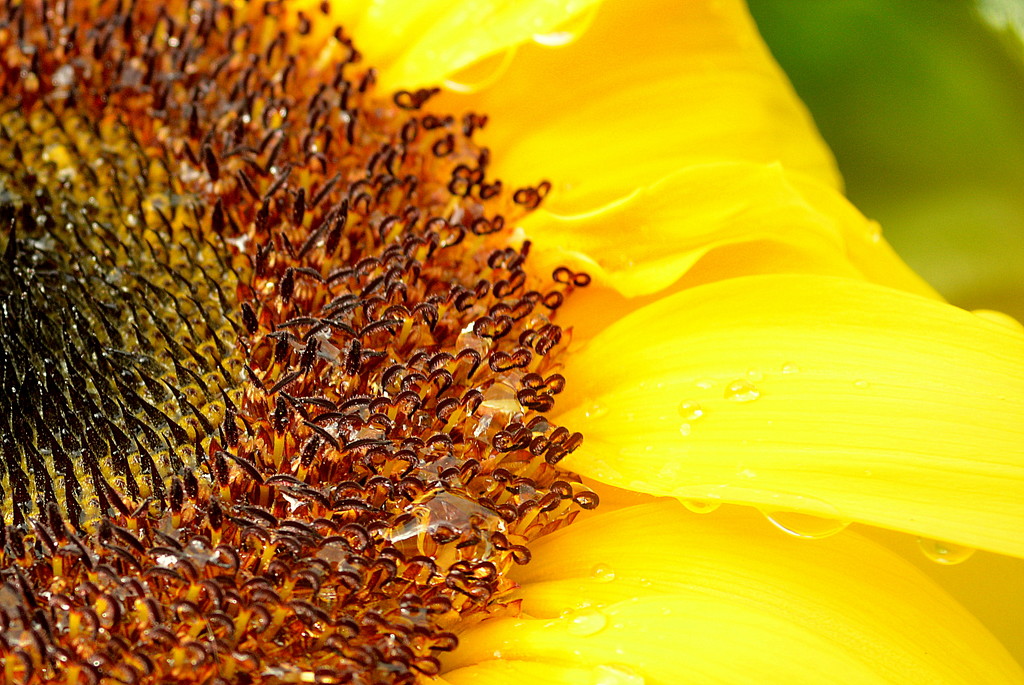 Sunflower Close Up by nickspicsnz
