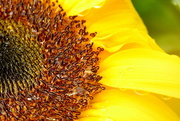 1st Mar 2016 - Sunflower Close Up