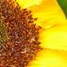 Sunflower Close Up by nickspicsnz