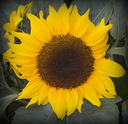 2nd Mar 2016 - Sunflower