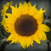 Sunflower by nickspicsnz