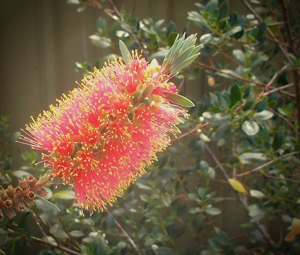 Bottlebrush by cruiser