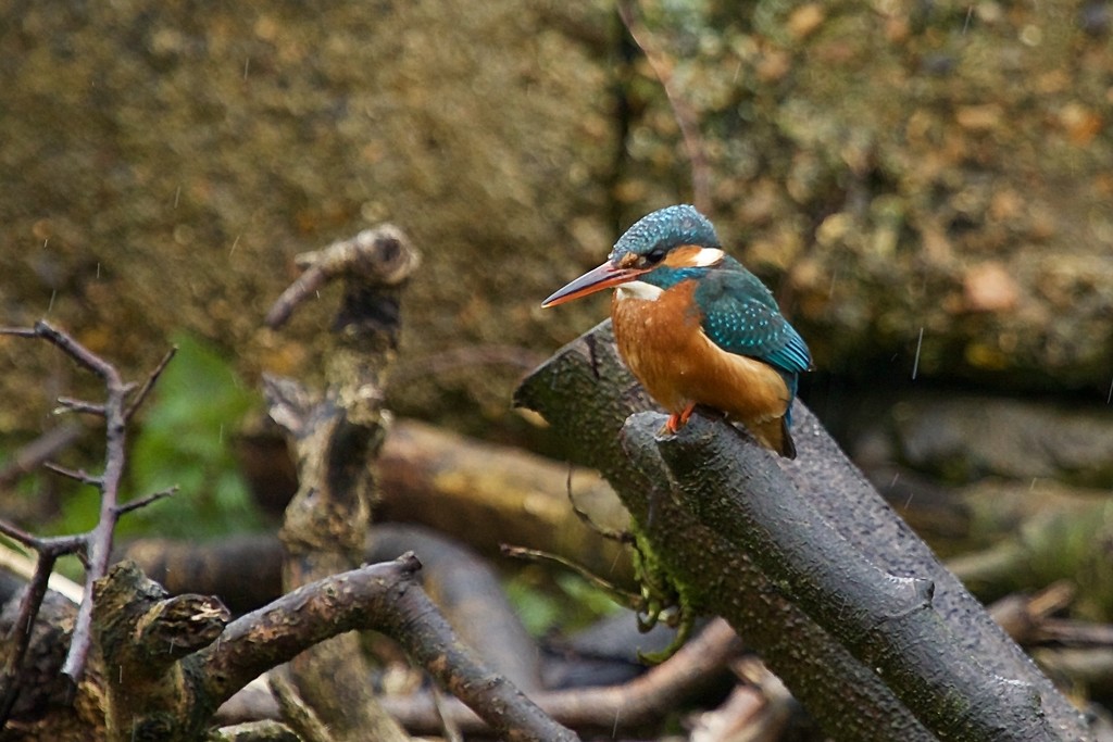 Female Kingfisher in the Rain by padlock