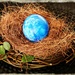 Bird Nest by peggysirk