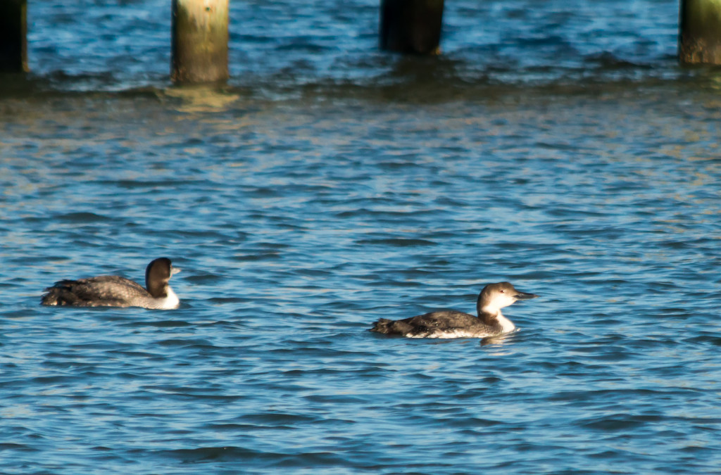 Loons!, or Orgasm in Ocean City by shesnapped