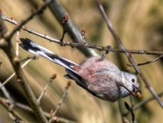6th Mar 2016 - Long-tailed tit.