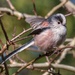 Long-tailed tit. 2 by gamelee