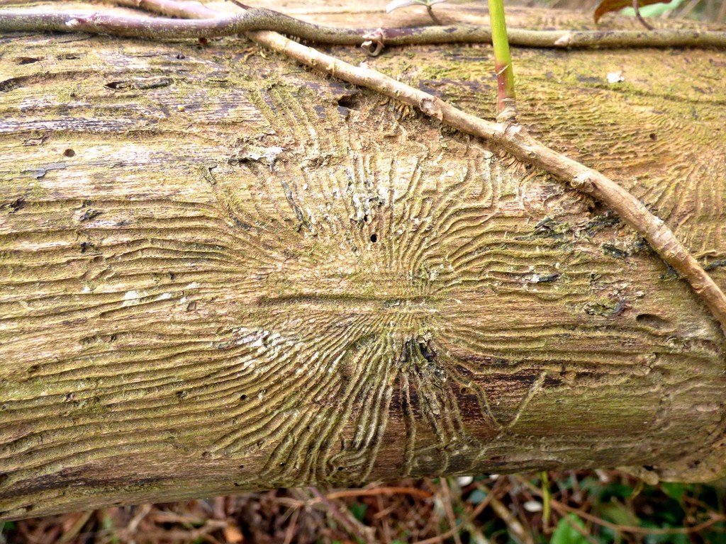 Bark beetle tracks by julienne1