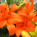 Tiger Lilies At Kroger by yogiw