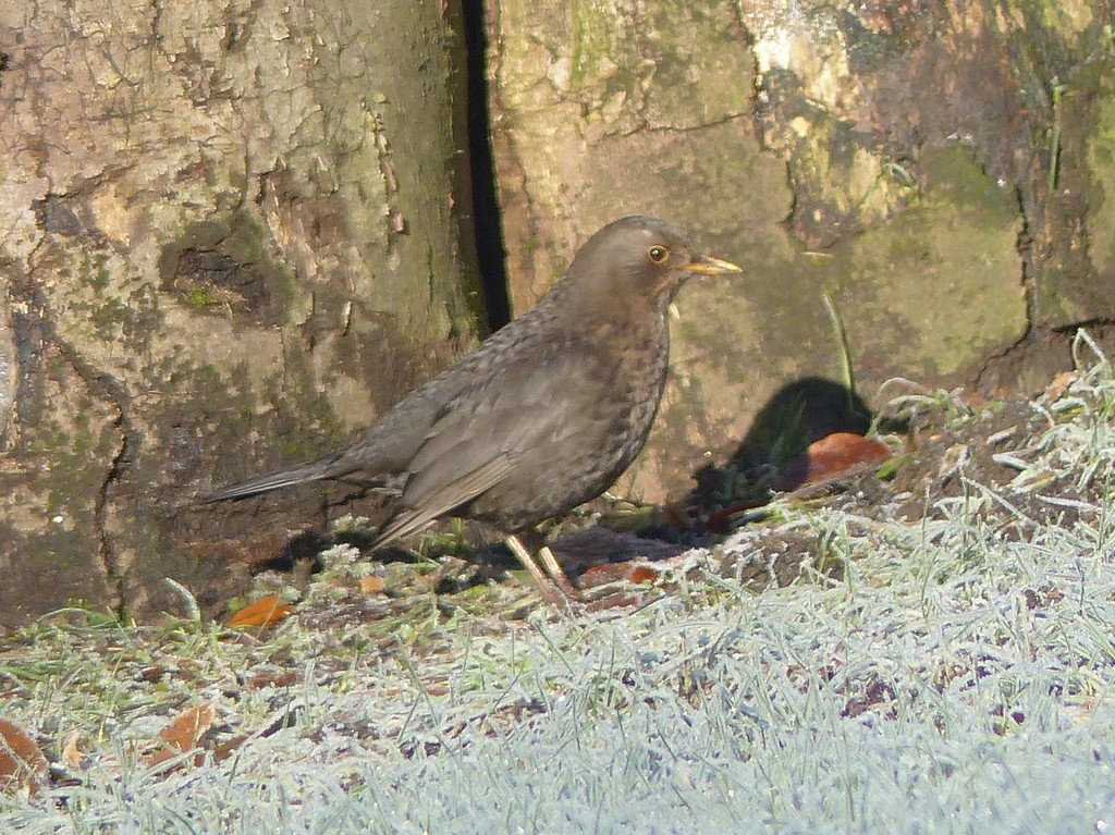 Blackbird (Female)  by susiemc