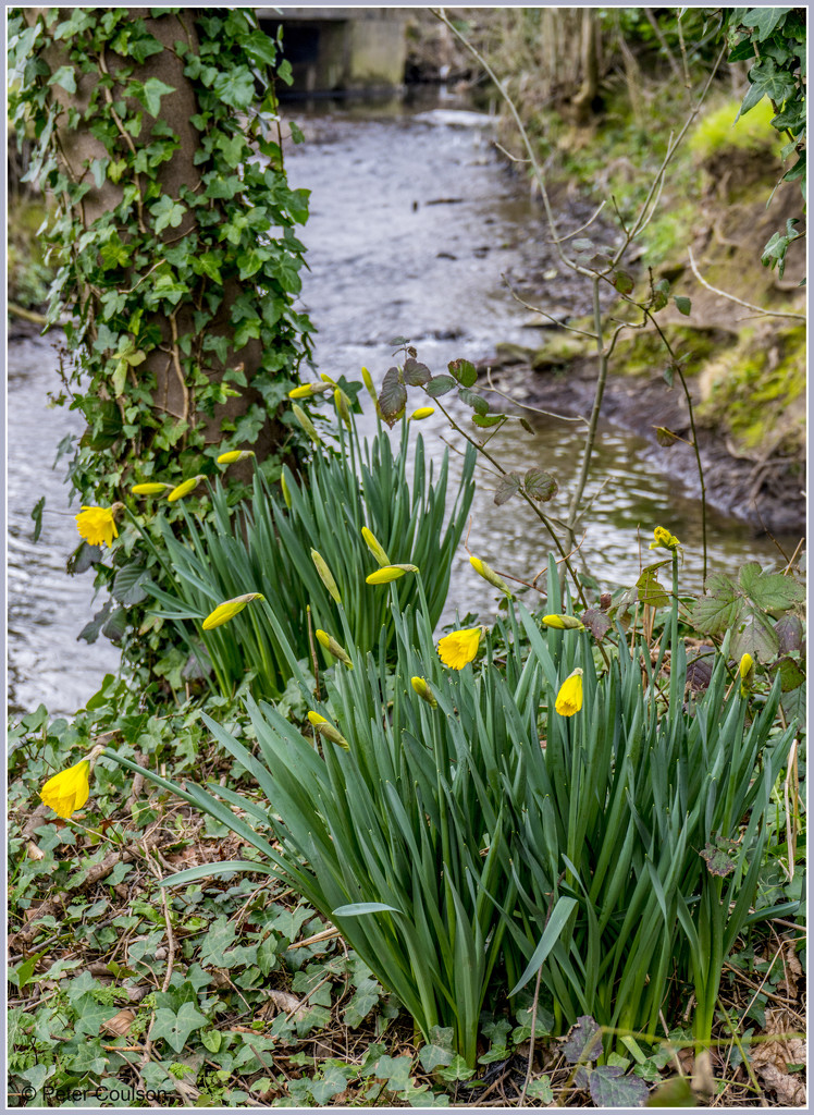 Wild Daffodils by pcoulson
