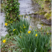 Wild Daffodils by pcoulson