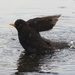 Bathing Blackbird by leonbuys83
