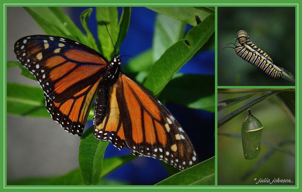 Life cycle of a Monarch.. by julzmaioro