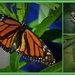 Life cycle of a Monarch.. by julzmaioro