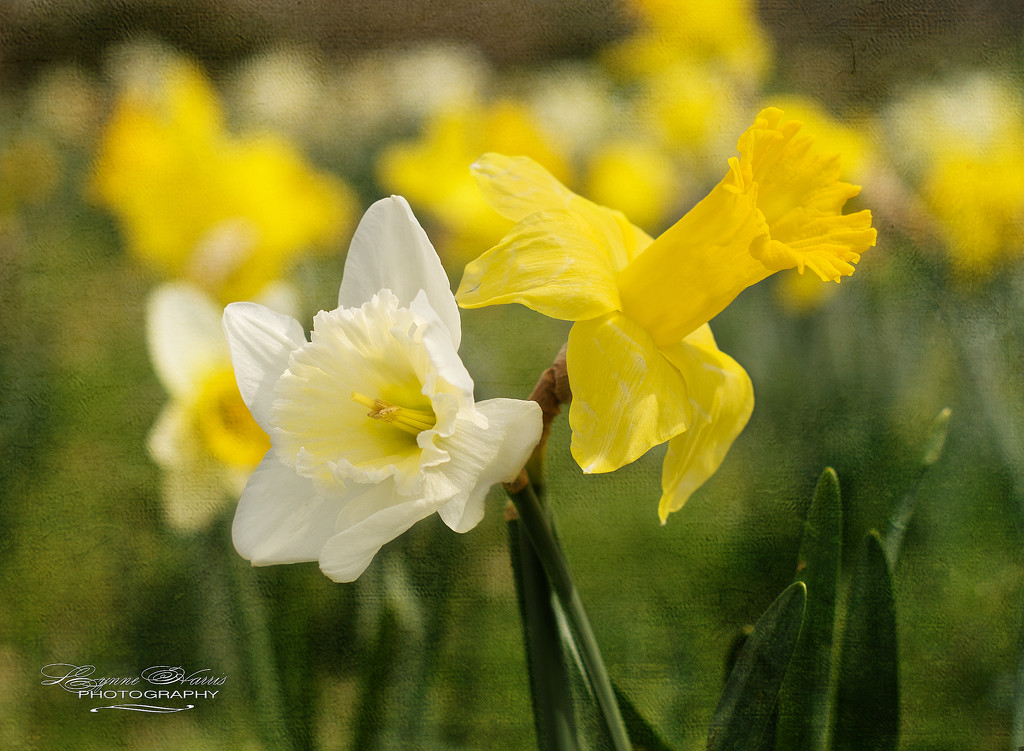 March Daffodils by lynne5477