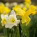 March Daffodils by lynne5477