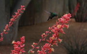 22nd Mar 2016 - Hummingbird