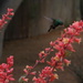 Hummingbird by kerristephens