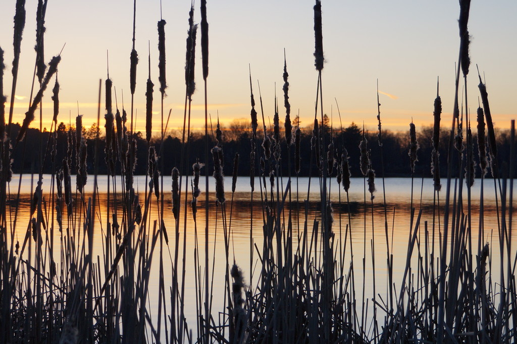 Lake Q. Sunset with Cattails by meotzi