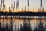 1st Mar 2016 - Lake Q. Sunset with Cattails