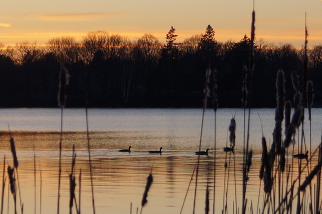 Sunset on Lake Q. with Cattails and Geese. by meotzi