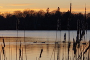 2nd Mar 2016 - Sunset on Lake Q. with Cattails and Geese.