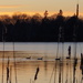 Sunset on Lake Q. with Cattails and Geese. by meotzi
