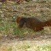 squirrel - posted only to show how bad a shot it was by mcsiegle