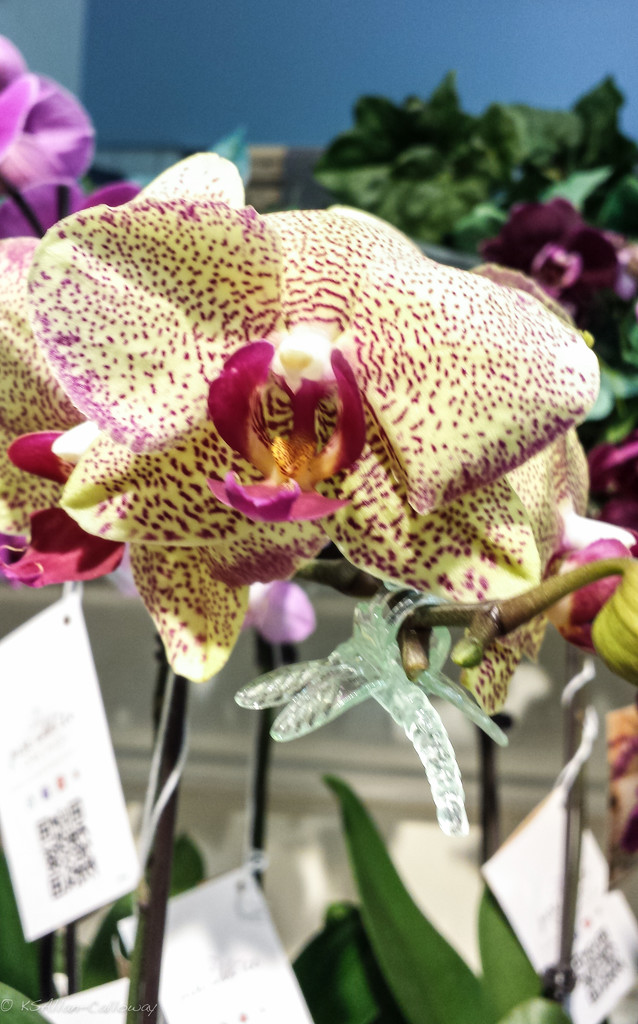 Grocery Store Orchid by randystreat