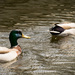 Swimming Ducks by rickster549