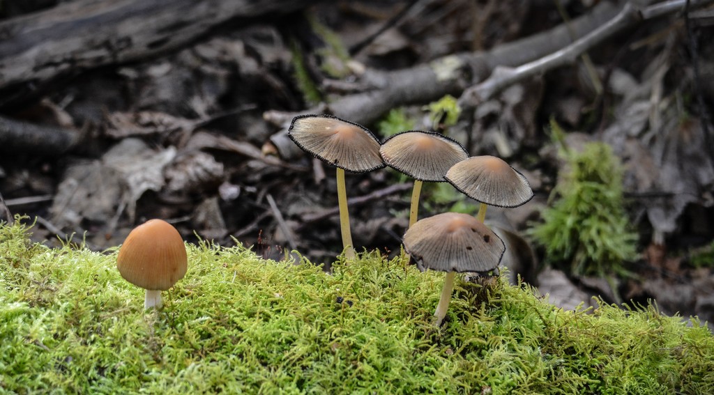 ~Psilocybe Mushrooms~ by crowfan