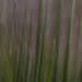 Chives Abstracted by fillingtime
