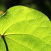 Leafy light by kiwinanna