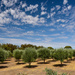 Olive Trees on a Summer Day by gigiflower
