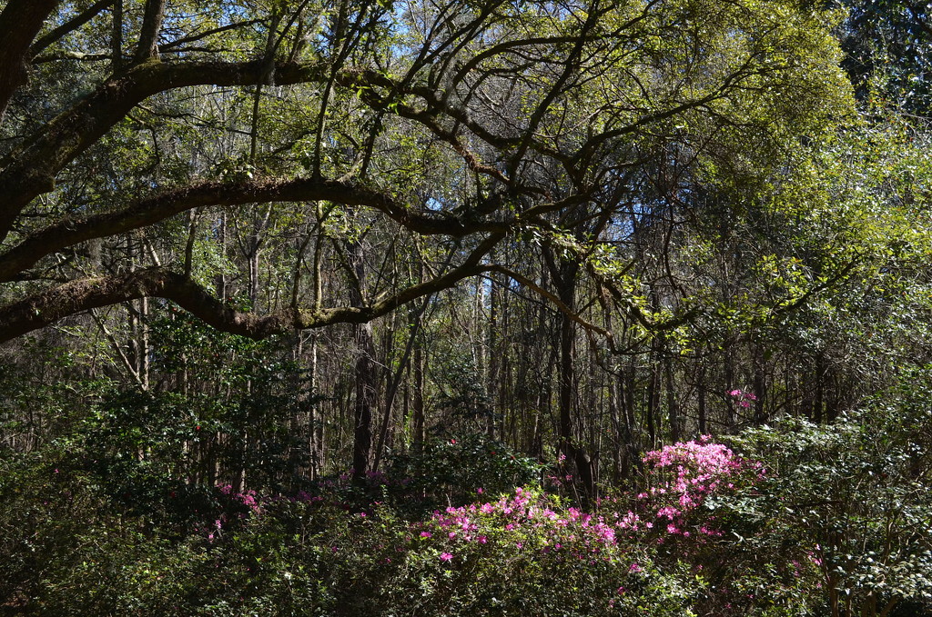 Live oaks and azaleas, Charles Towne Landing State Historic Site, Charleston, SC by congaree