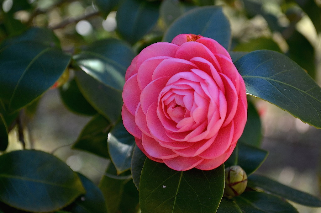 Pink Perfection camellia by congaree