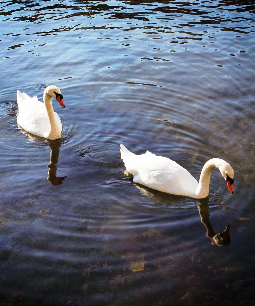 Swans by swillinbillyflynn