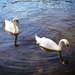Swans by swillinbillyflynn