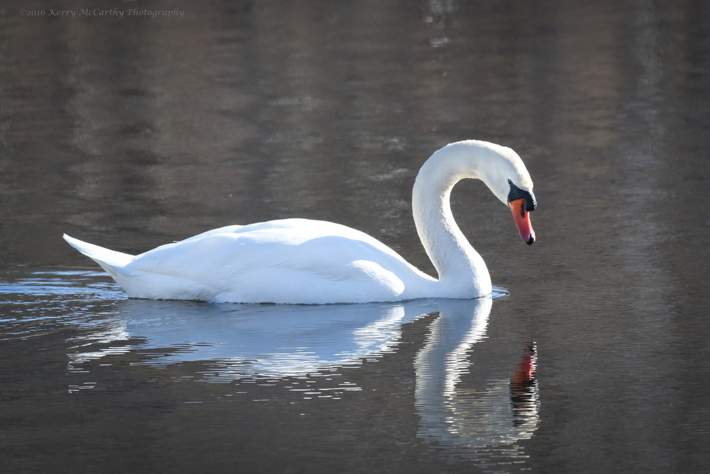 Paddling along by mccarth1