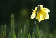 7th Mar 2016 - Solo daffodil