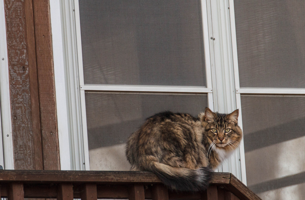Cat on the Railing by tosee