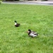 Ducks in the Close by g3xbm