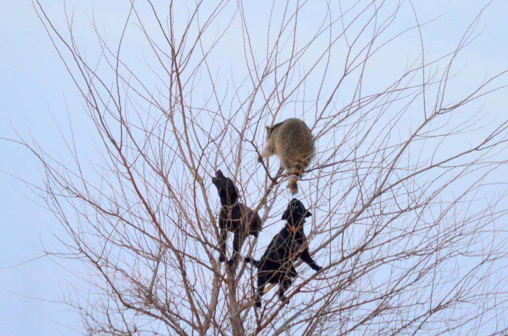 Tree-Walking Coon Hunters by kareenking