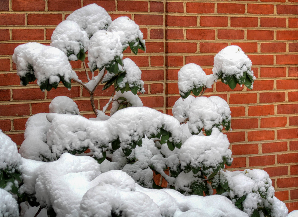 Snowy bush by mittens